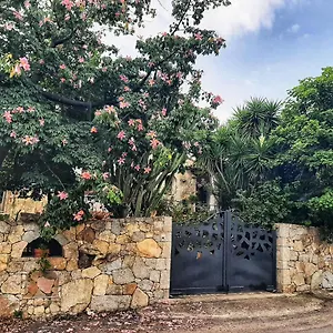 Chorisia , San Teodoro (Sardinia) Italia